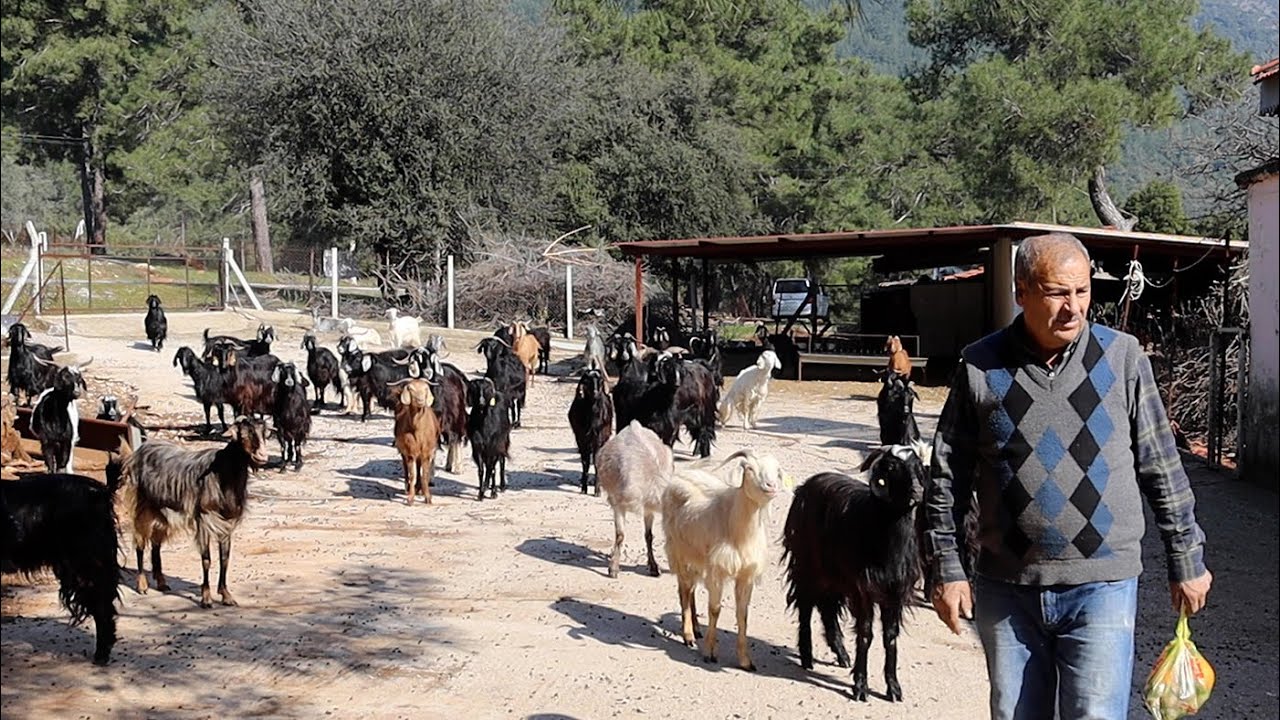 Çoban Nadinin Keçi Sürüsü - Belgesel -