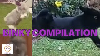 Rabbit Binky Compilation- Rwaf Binky Day 2020