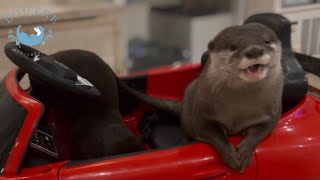 双子のカワウソ、高級車ベンツでドライブごっこ！？　Twin otters play a drive Mercedez!