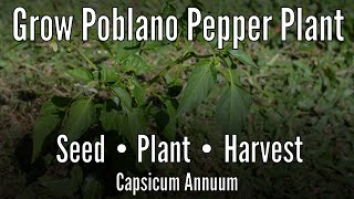 Grow Poblano pepper plant from seed to harvest and back to seed