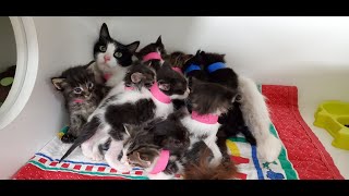 CAT COMPILATION - Cute Mother Cat And Kittens by Cats are Jerks 519 views 4 years ago 11 minutes, 54 seconds