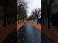 Последнее Золото Петергофской Осени 2025 года