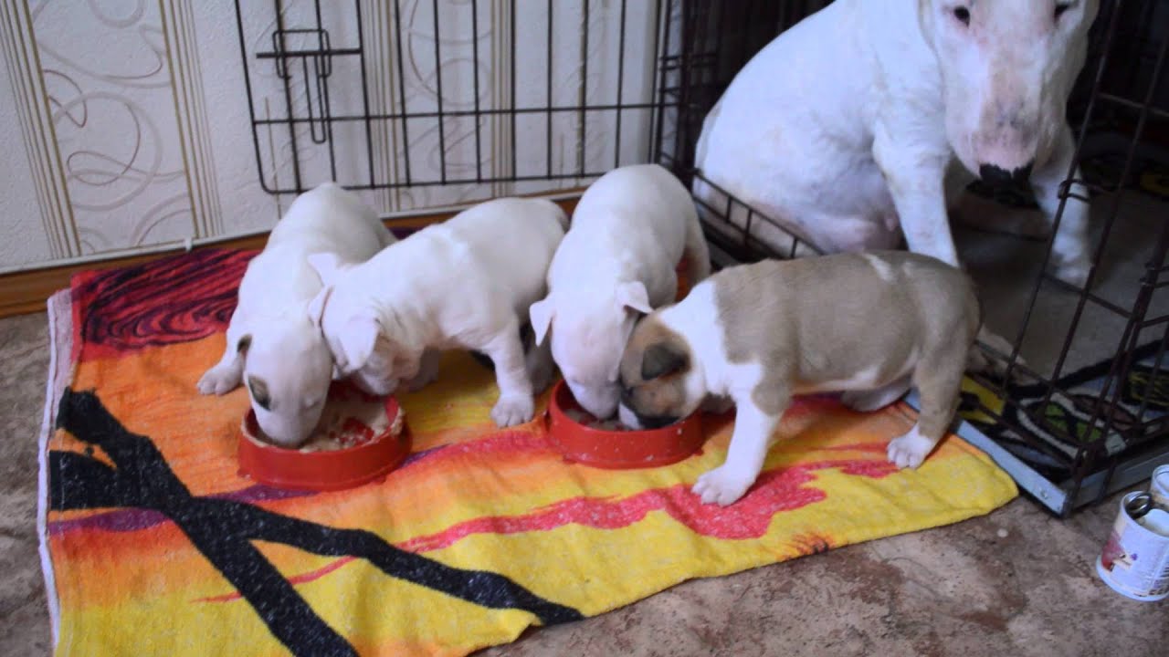 Запрещенные продукты