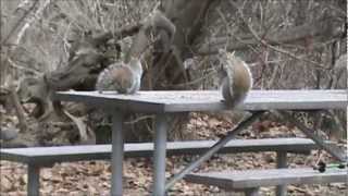 Nancy Today: Otsiningo Park, Binghamton, NY squirrels and geese ASMR