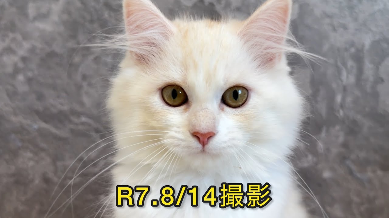 猫目 スコティッシュフォールド(折れ耳)【東京都・男の子・2024年11月8日