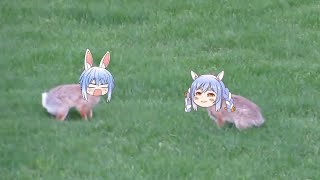 Download Lagu Pekora rabbit fight herself | Animal hololive MP3