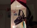 duet? dp/dragon puppet