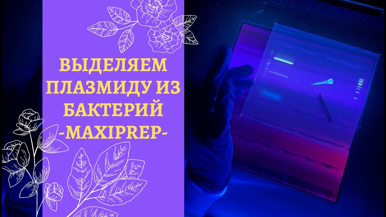 КАК ВЫДЕЛИТЬ ПЛАЗМИДУ ИЗ БАКТЕРИАЛЬНОЙ КЛЕТКИ 🧫 // БИОЛОГИЯ ВМЕСТЕ