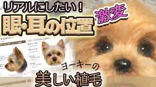 ヨーキーをリアルに作ろう｜図から見る目と耳の位置で出来栄えup