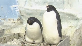 First Adelie Penguin Born In North Chinas Tianjin