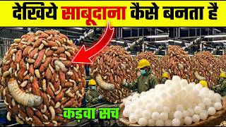 साबूदाना फैक्ट्री में कैसे बनता है Complete Sago Making Process Processing Guru