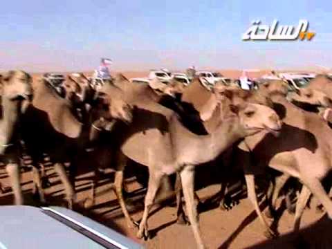 جديد 2013 شواشات مسيرة منقية رجل الأعمال جهز أبو تيوس المطيري 