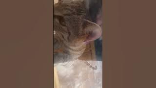 TRY TO OPEN WINDOW PUTTING HER HANDS IN WINDOW SHE SUCCEEDED TO ENTER IN THE WINDOW EP#904,