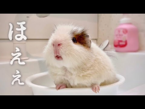 洗われたモルモット Washed guinea pig - YouTube