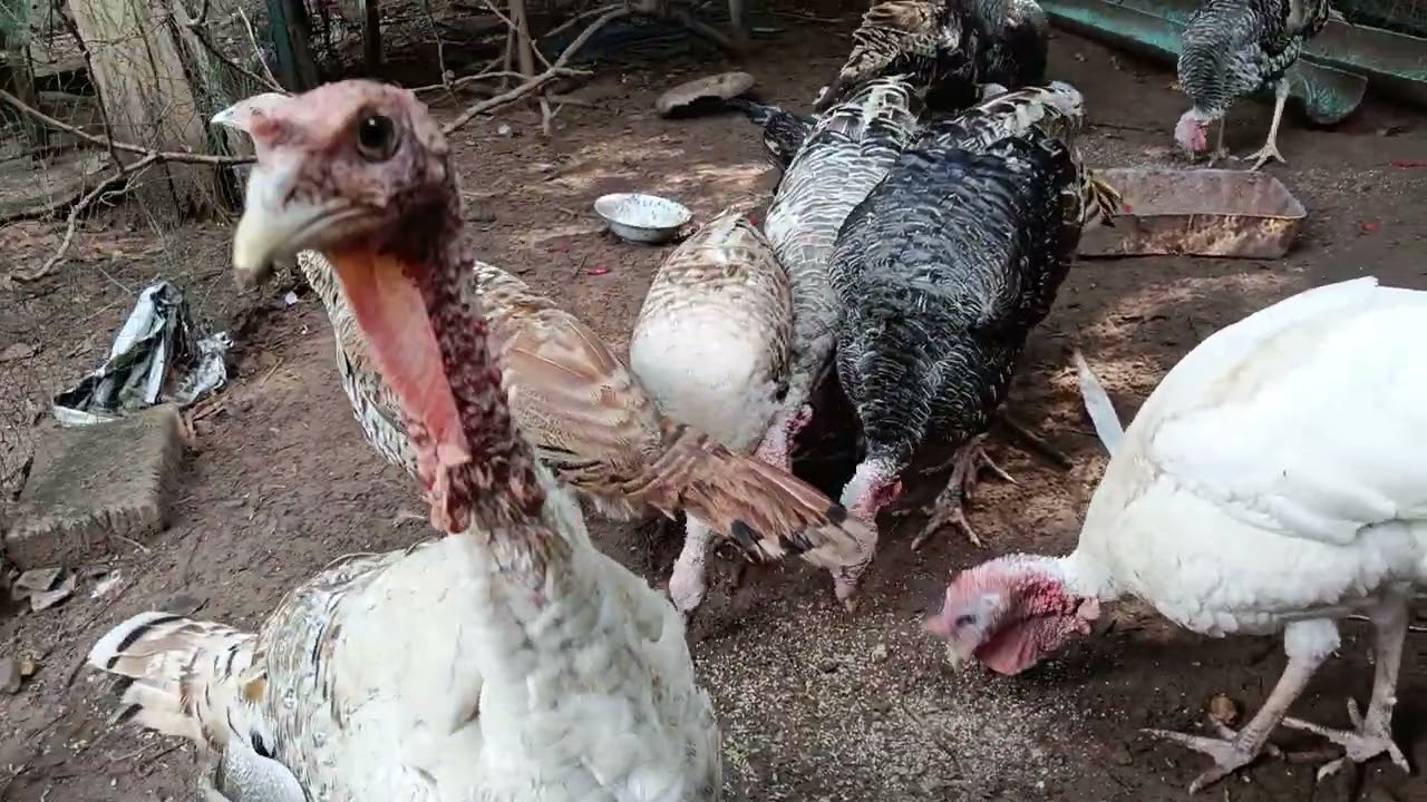 ประสบการณ์ เลี้ยงไก่งวง เล่าให้ฟัง