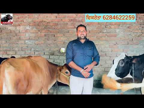 ਚੰਗੇ ਦੁੱਧ ਰਿਕਾਰਡ ਵਾਲੀ ਗੱਭਣ ਗਾਂ 🐄 ਵਿਕਾਊ ਸੋਹਣੇ ਥਣ ਹਵਾਨੇ ਵਾਲੀ #sukhrajdairyfarming 