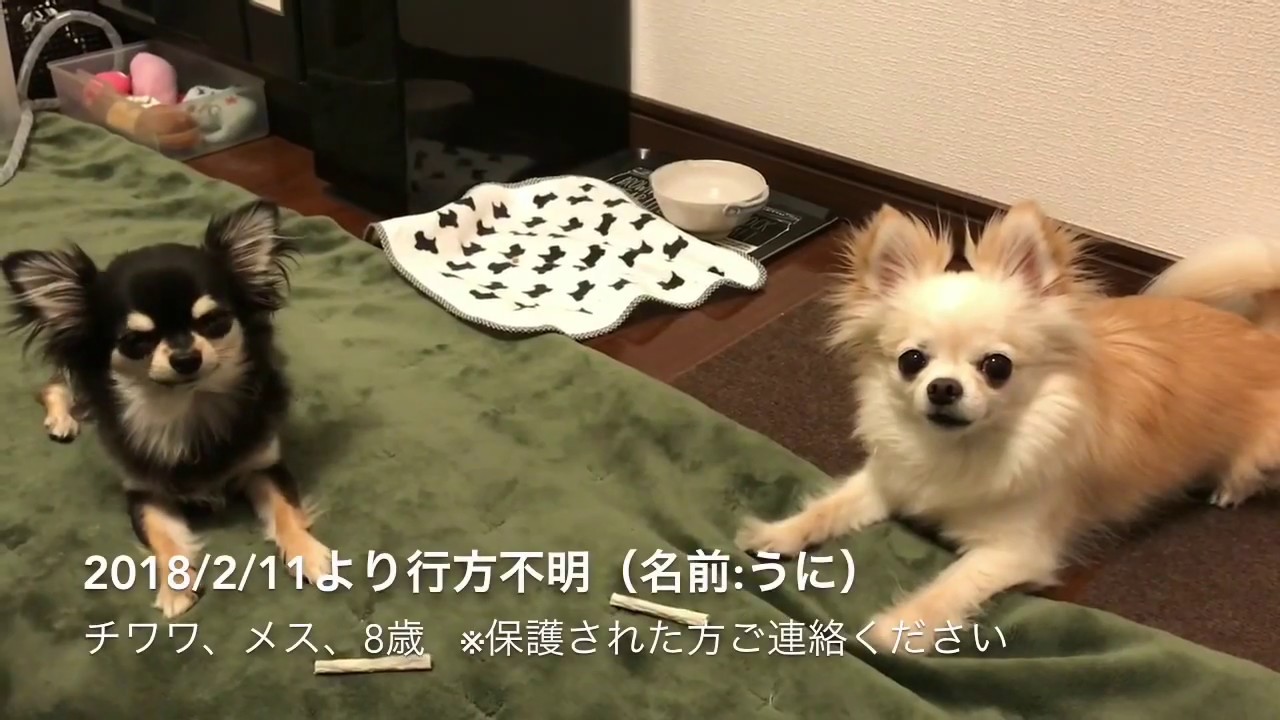 犬を探しています チワワ メス 8歳 迷い犬 迷子犬 保護犬 連れ去り 盗難 Youtube
