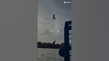 تلاوة خاشعة للشيخ محمد اللحيدان #اكسبلور #المصحف