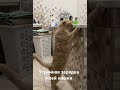 Толстая или пушистая)))
