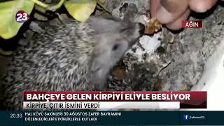 Bahçeye Gelen Ki̇rpi̇yi̇ Eli̇yle Besli̇yor