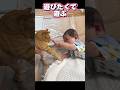 猫と双子の1日をリズムに乗せたら、距離感がバグって尊すぎた