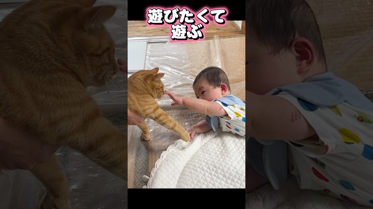 猫と双子の1日をリズムに乗せたら、距離感がバグって尊すぎた