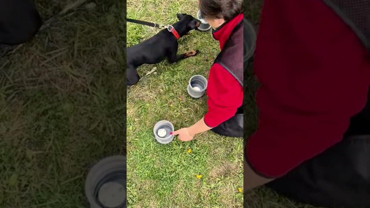 Nosework🔥First steps) Harvey the Manchester terrier 🩵 