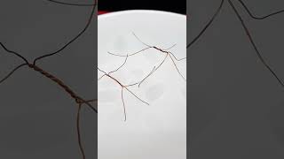 How insects float on water | water strider