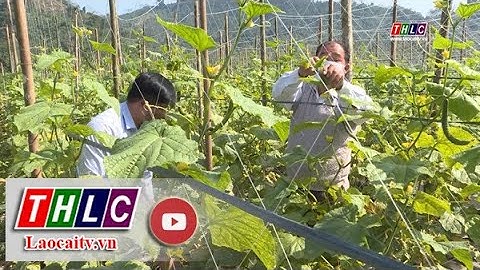 Tuyên Quang đẩy mạnh liên kết trong hợp tác xã | THLC