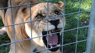 Lion Eats A Turkey