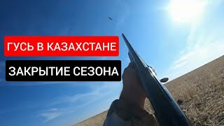 Гусиная ОХОТА в Казахстане 2020  Закрытие Сезона!