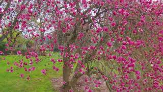 Inn at Whitewing Farm - Spring