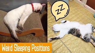Cats And Dogs Sleeping in Weird Positions Compilation ♥ Funny Animals
