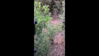Black Bear meets Sasquatch.