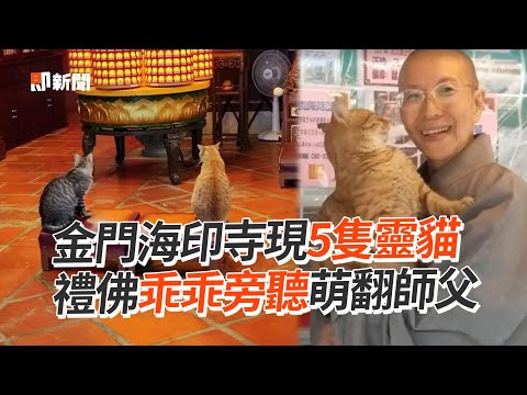 寺廟出現5隻靈貓！禮佛乖乖旁聽萌翻師父😻｜寵物動物｜貓咪｜金門海印寺