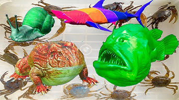 Kem Ốc Chanel ra bờ ao câu con cua gặp con cá thủy quái cắn cá mập baby shark, cóc, kì nhông, cá nóc