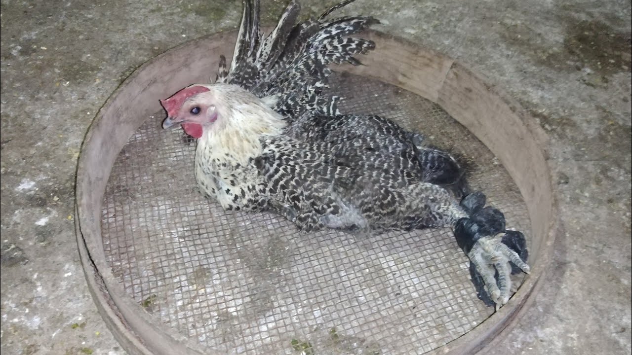 غربلت الفرخة على طريقة ستى علشان البيضة محشورة فى الفرخة بقالهايومين كان لازم اعمل كده والحق الفرخة