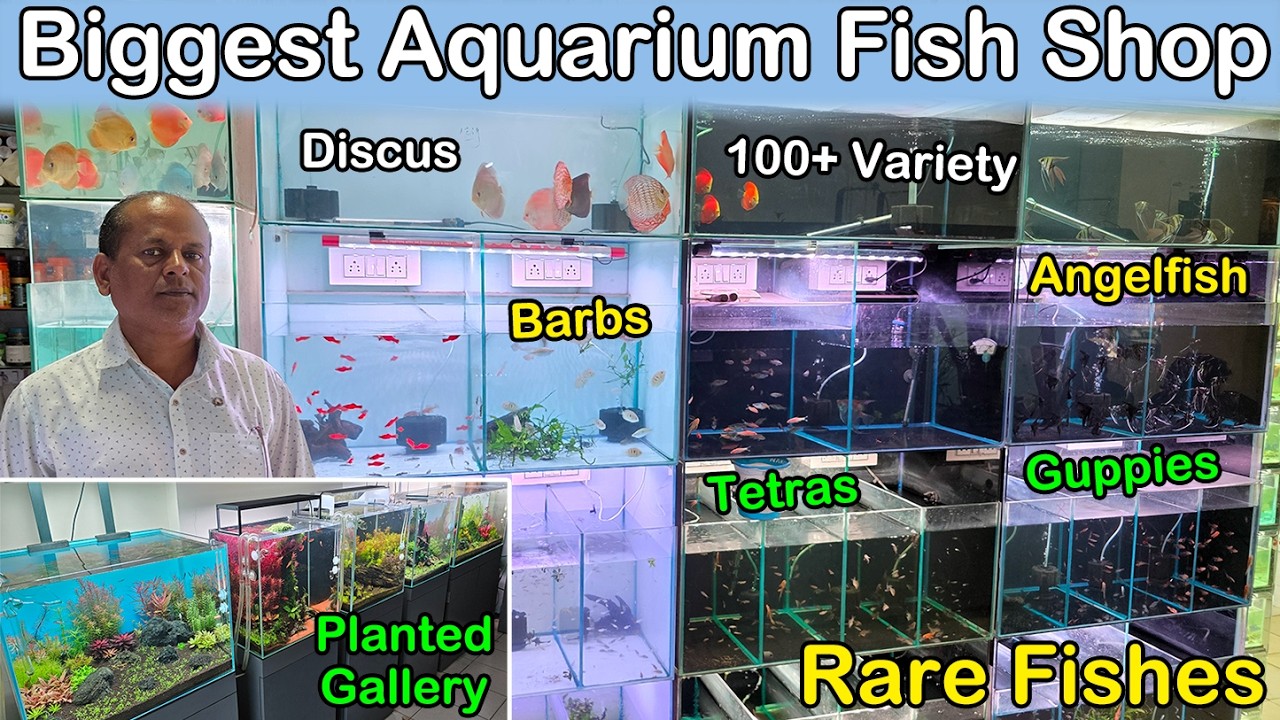 Новое поступление рыбы в крупнейшем магазине аквариумных рыбок 😍 | Aakar Aquarium | Высококачеств...