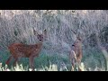 Piège photo : la faune sauvage pendant la canicule (lièvres,chevreuils,renard, bécasseaux,...)