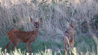 Piège photo : la faune sauvage pendant la canicule (lièvres,chevreuils,renard, bécasseaux,...)