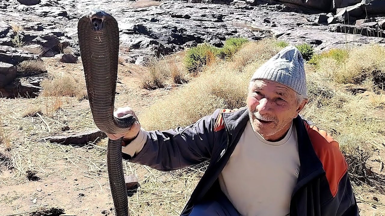 🔴أخطر لحظة مع الكوبرا السامة ☠️