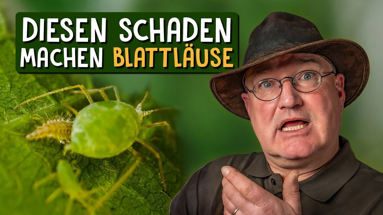 Blattläuse bekämpfen 🪲 - So wirst du Blattläuse effektiv los!