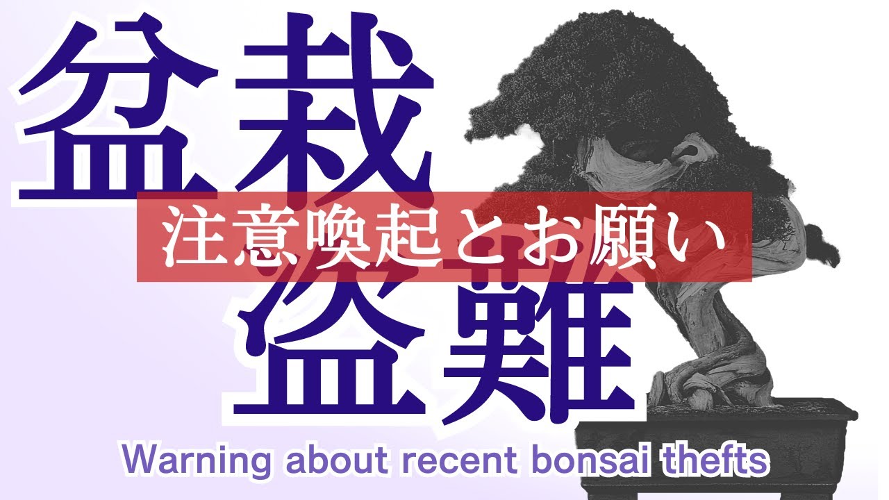 Warning about the frequent theft of bonsai in Japan and a request