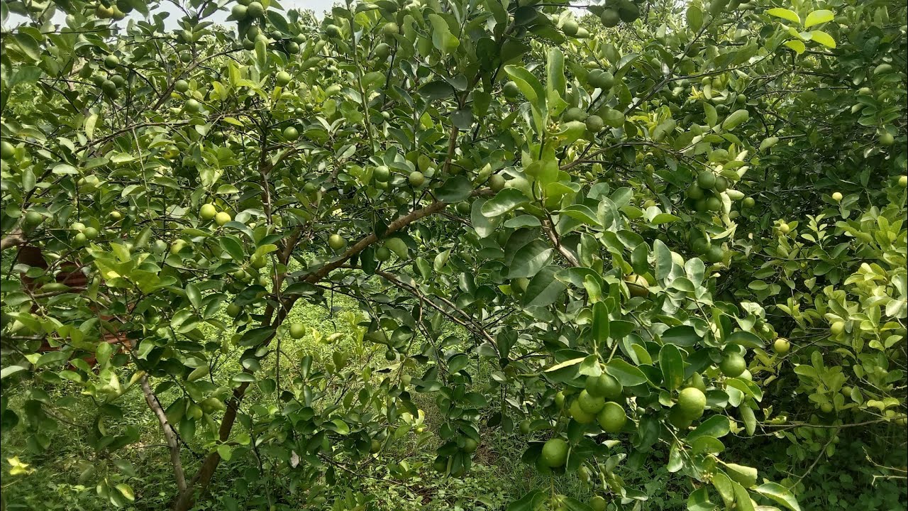 1 pohon panen 25 kg perkebunan jeruk nipis