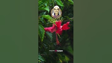 آيات عطرة من سورة الكهف | الشيخ محمد صديق المنشاوي