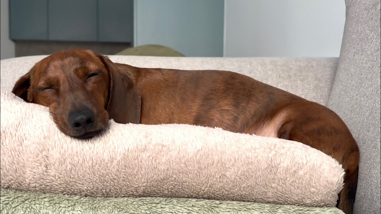 A blanket is so much more than a blanket to a mini dachshund