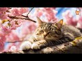 Feline Serenity: 24/7 LIVE Sleeping Music for Cats | Relaxing Piano Melodies | Anti-Anxiety Sounds