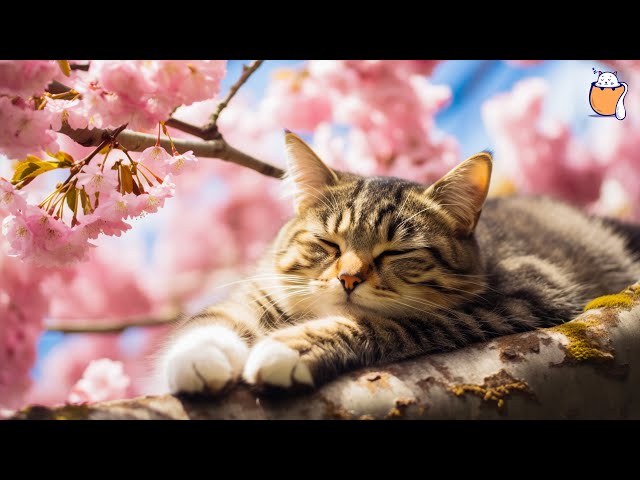 Feline Serenity: 24/7 LIVE Sleeping Music for Cats | Relaxing Piano Melodies | Anti-Anxiety Sounds class=