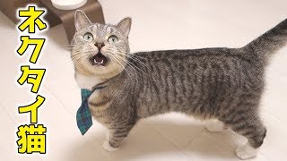 ネクタイがとても良く似合う猫。被り物や首輪を全然気にしない【猫 かわいい】