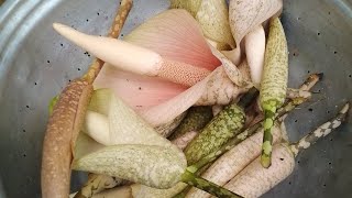 Vodoo lily || Amorphophallus || Elephant yam